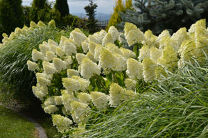 Picture of Hydrangea